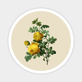 Vintage Yellow Roses Flowers Magnet